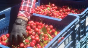 Üreticinin yıl boyu süren emeği dalından toplanıyor: Honaz’da ilk hasat başladı